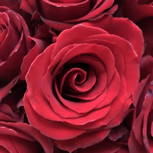 Red Sexy Rose