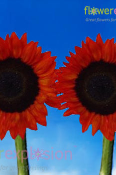 Red Tinted Sunflowers - Medium