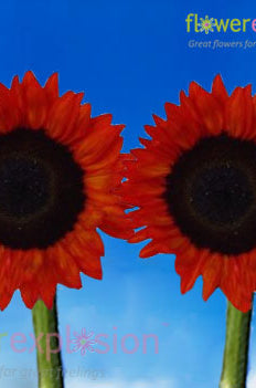 Red Tinted Sunflowers - Medium