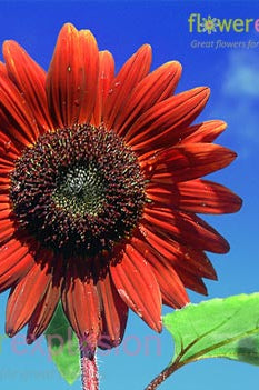 Red Tinted Sunflowers