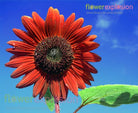 Red Tinted Sunflowers