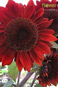 Red Tinted Sunflowers