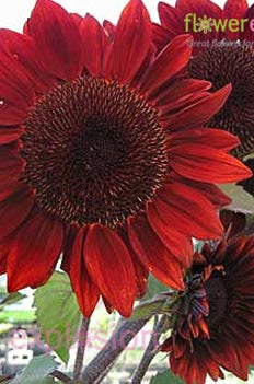 Red Tinted Sunflowers