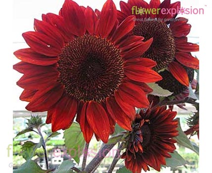 Red Tinted Sunflowers