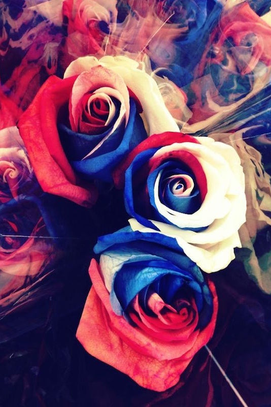 red white and blue roses