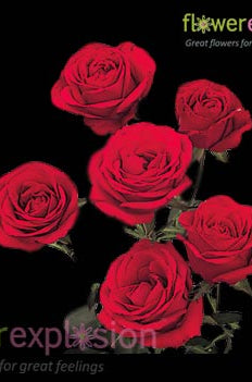 Red Spray Roses