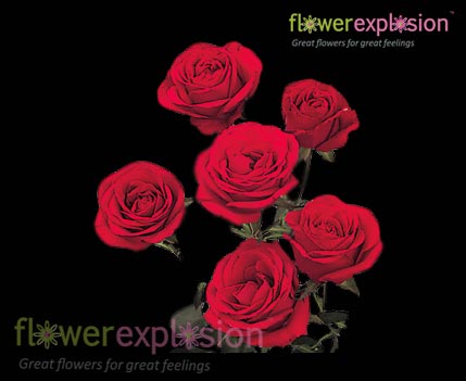 Red Spray Roses