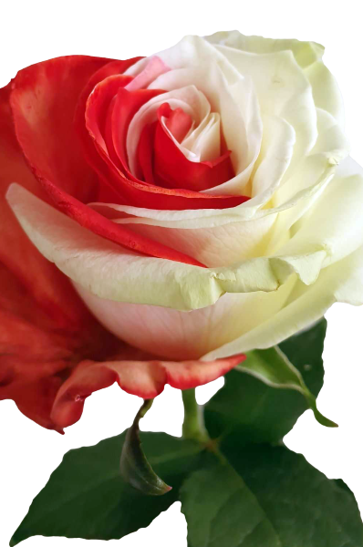 Bicolor Red and White