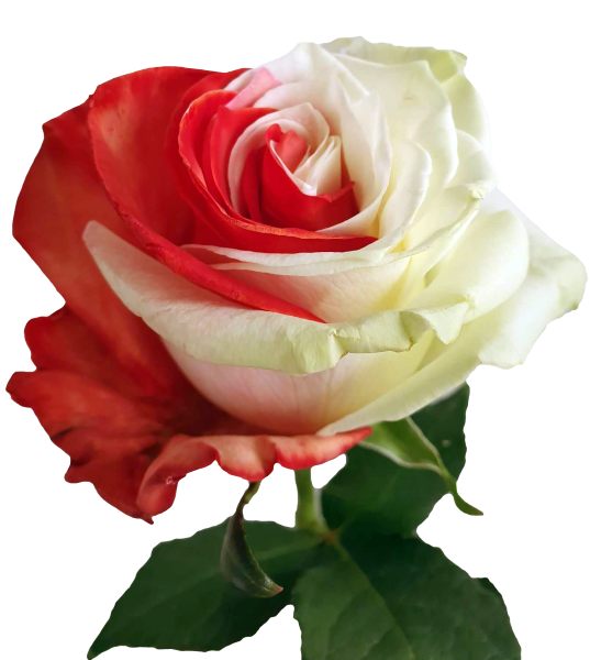 Bicolor Red and White