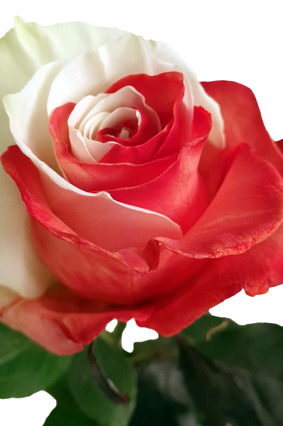 Red and White Roses