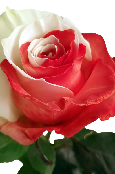 Red and White Roses