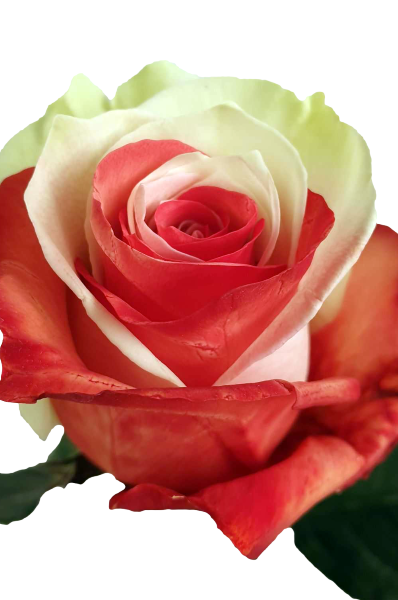 Bicolor Red and White Rose