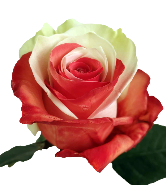 Bicolor Red and White Rose