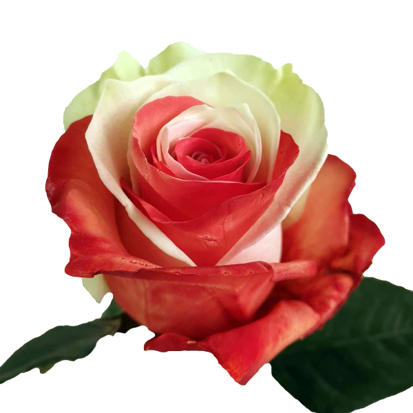 Bicolor Red and White Rose