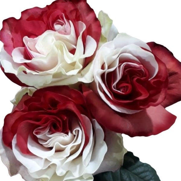 Red and White Tinted Roses