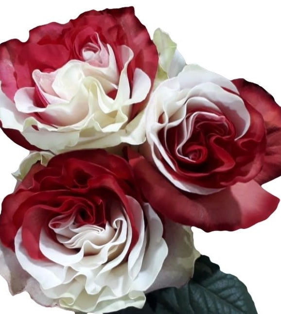 Red and White Tinted Roses