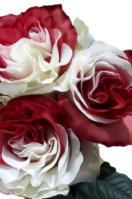 Red and White Tinted Roses