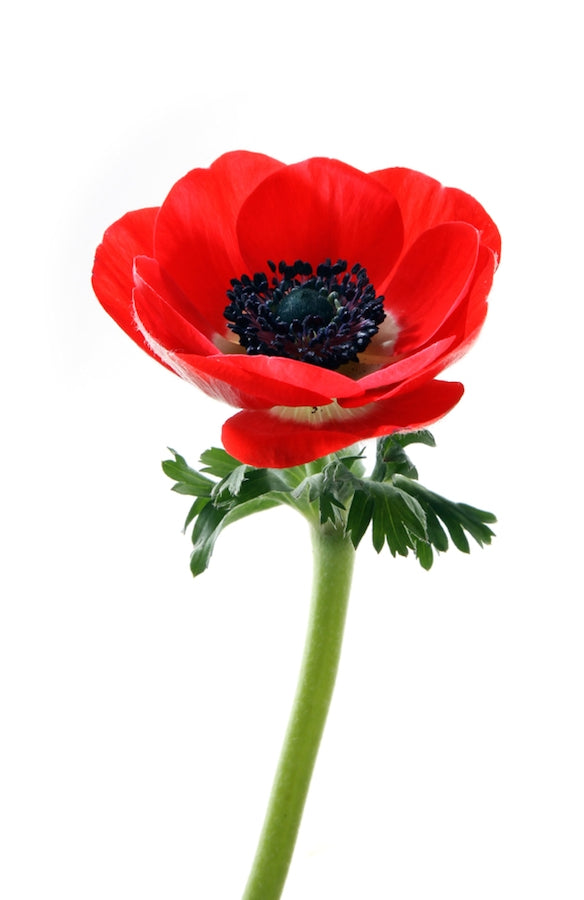 Red Anemone