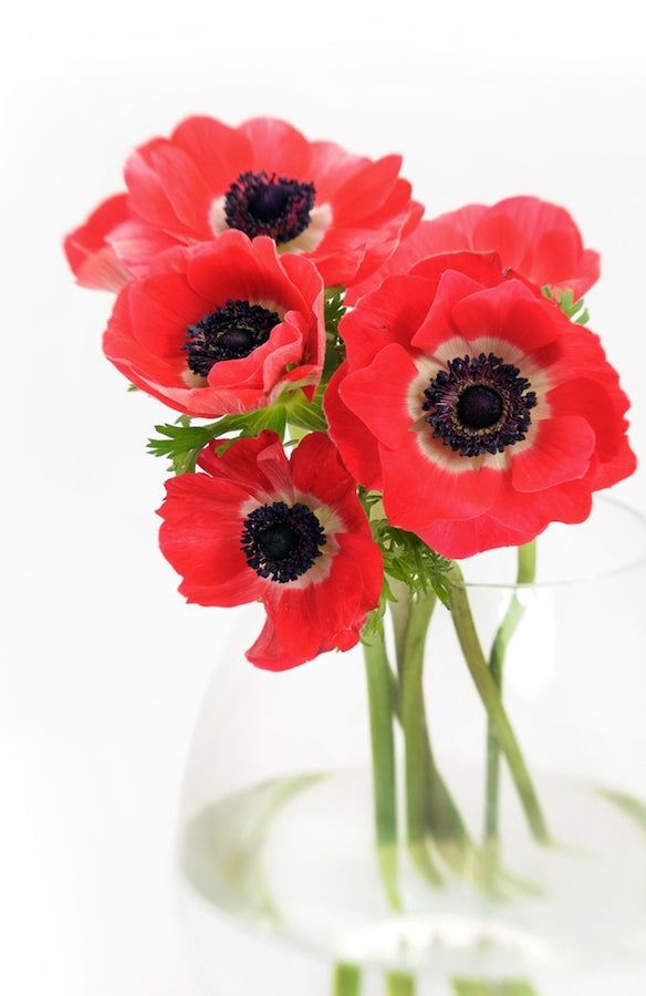 Red Anemones Bouquet