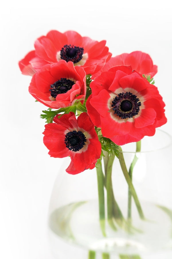 Red Anemones Bouquet