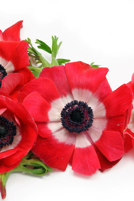 Anemones Red