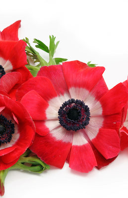Anemones Red