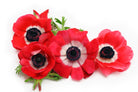 Anemones Red