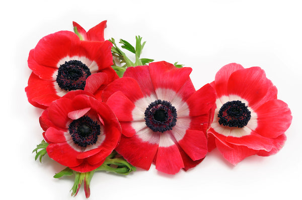 Anemones Red