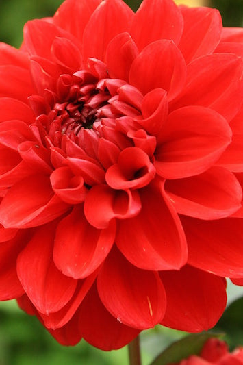 Bright Red Dahlia