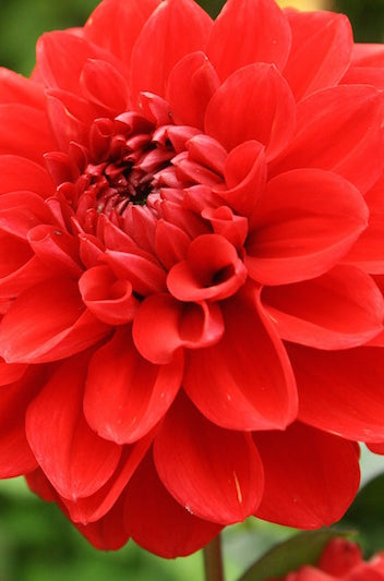 Bright Red Dahlia