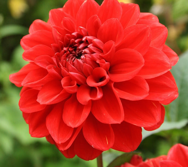 Bright Red Dahlia