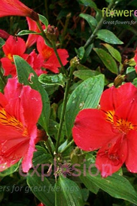 Red Alstroemerias