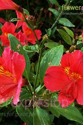 Red Alstroemerias