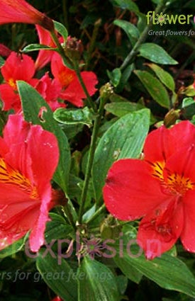Red Alstroemerias
