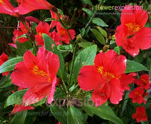 Red Alstroemerias