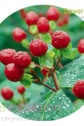 Red Hypericum Filler