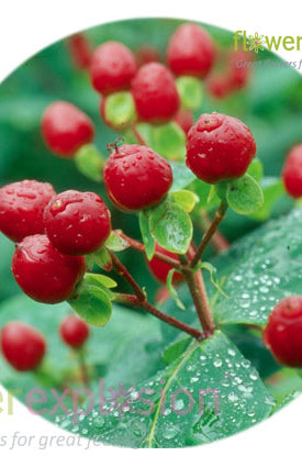 Red Hypericum Filler