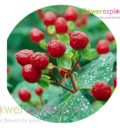 Red Hypericum Filler