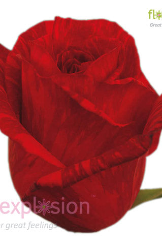 Red Intuition Rose (Exclusive)