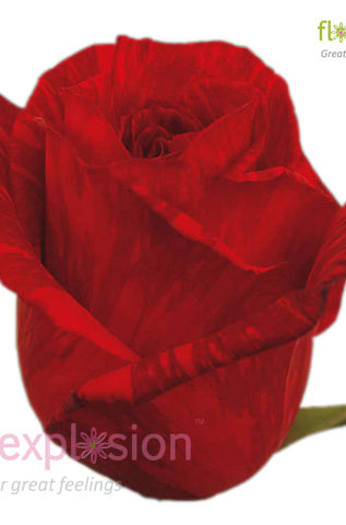 Red Intuition Rose (Exclusive)