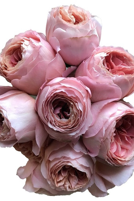 Romatic Antike Garden Roses