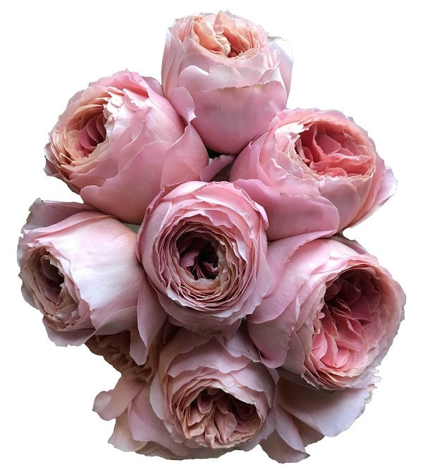 Romatic Antike Garden Roses