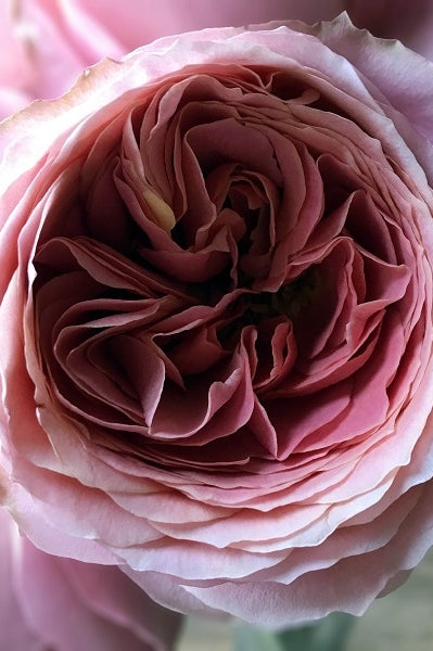 Romantic Antique