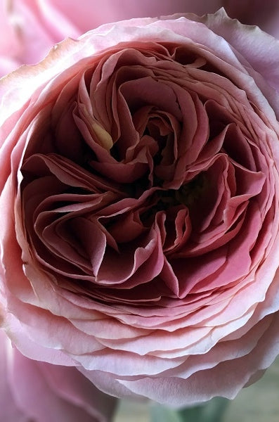 Romantic Antique