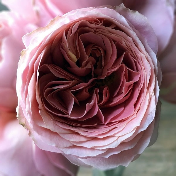 Romantic Antique