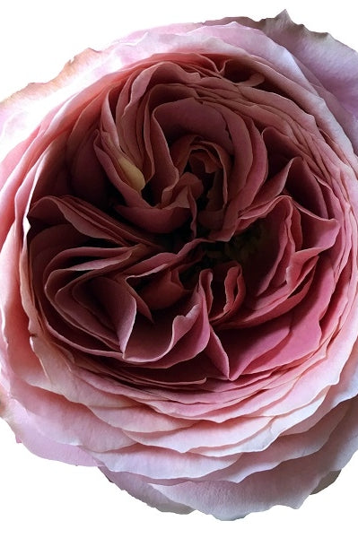 Antike Romantic Rose Head