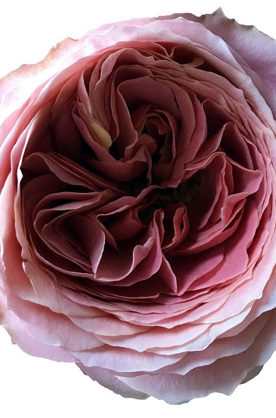 Antike Romantic Rose Head