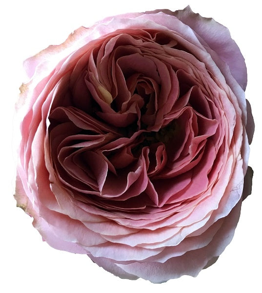 Antike Romantic Rose Head