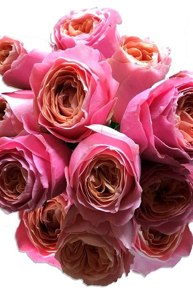 Rosa Loves Me Garden Roses