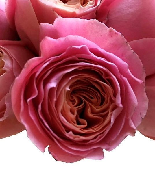 Coral Peach Garden Rose